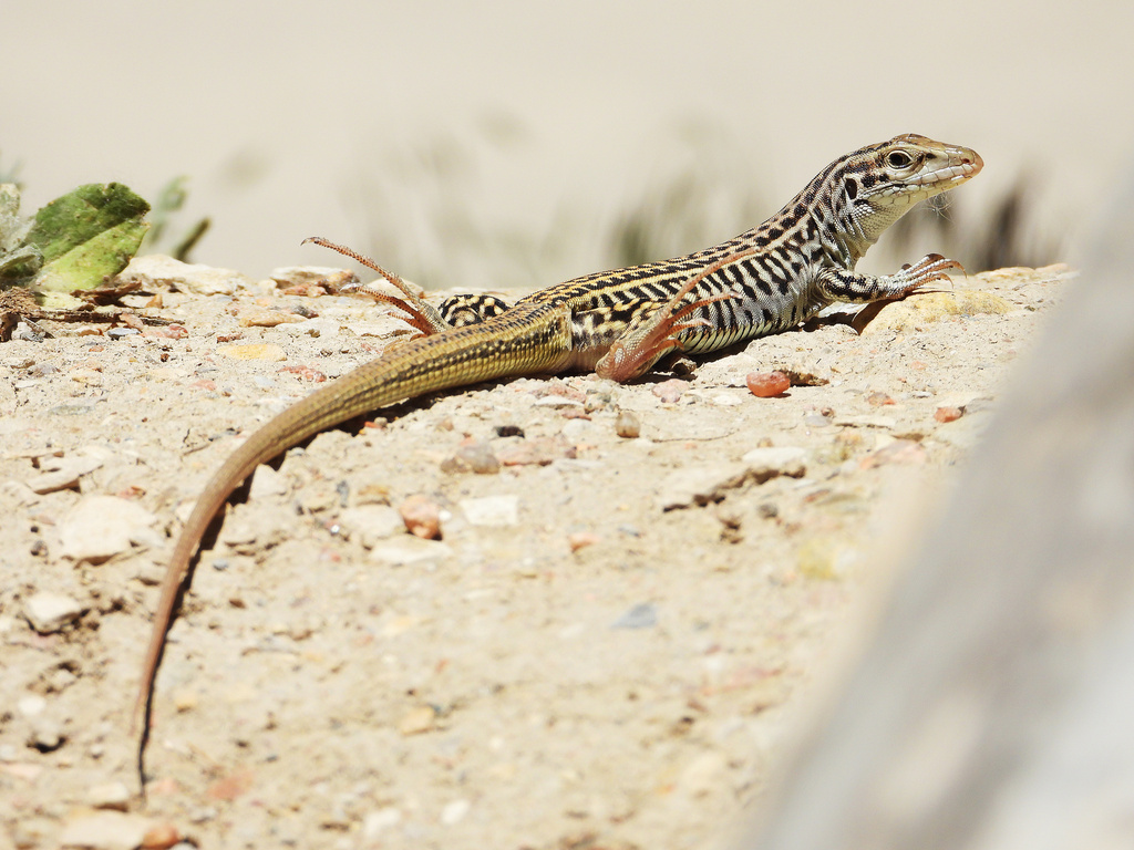 Colorado Checkered Whiptail