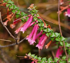 Epacris reclinata