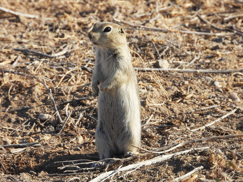 Piute Ground Squirrel observed by diomedea_exulans_li