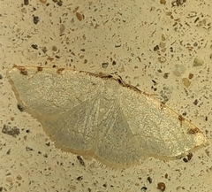 Stegania trimaculata