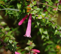Epacris reclinata