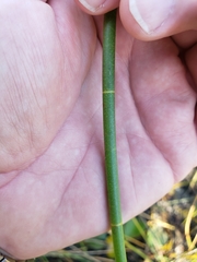 Eleocharis equisetoides