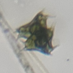 Staurastrum trifidum