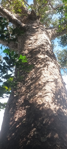 Agathis macrophylla observed 2025-06-16