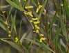 Longleaf Wattle - Photo (c) Reiner Richter, some rights reserved (CC BY-NC-SA), uploaded by Reiner Richter