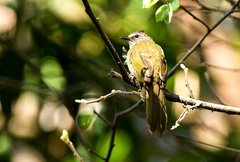 Flavescent Bulbul photo 2