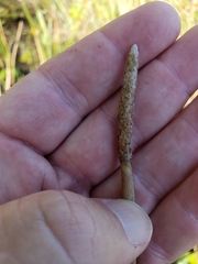 Eleocharis equisetoides