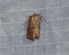Apoda latomia