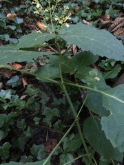 Collinsonia canadensis