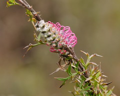 Grevillea acanthifolia
