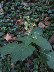 Collinsonia canadensis