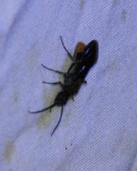 Sphaeropthalma marpesia
