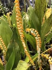 Dendrochilum