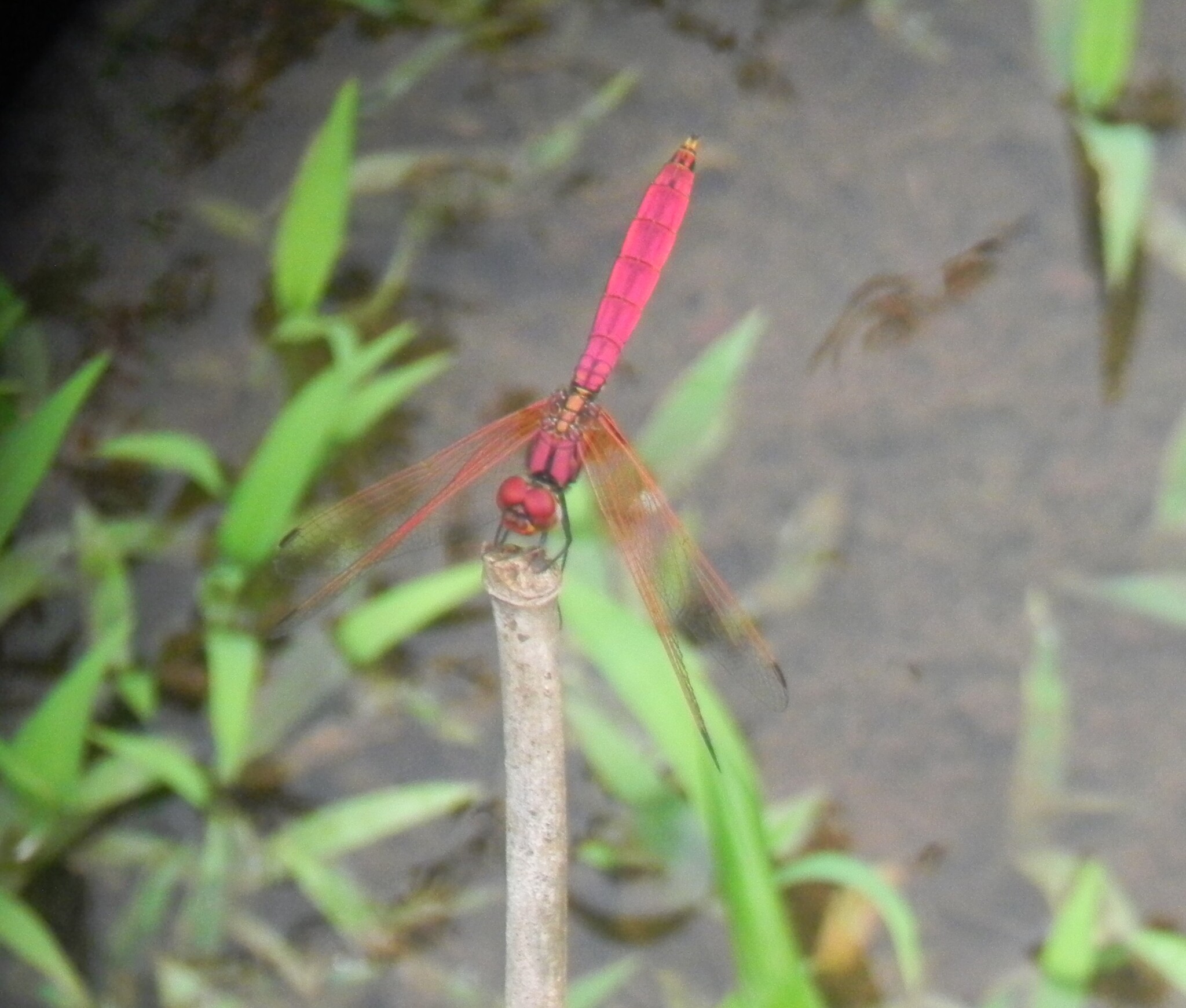Crimson Marsh Glider