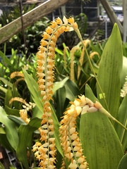Dendrochilum
