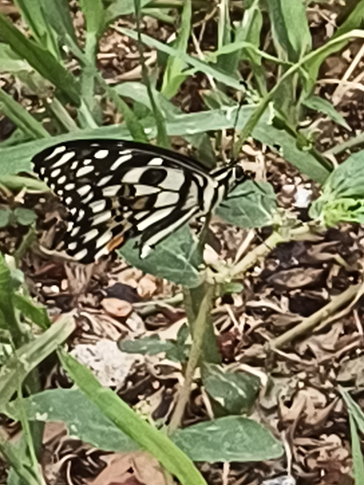 Lime Swallowtail