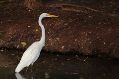Ardea alba