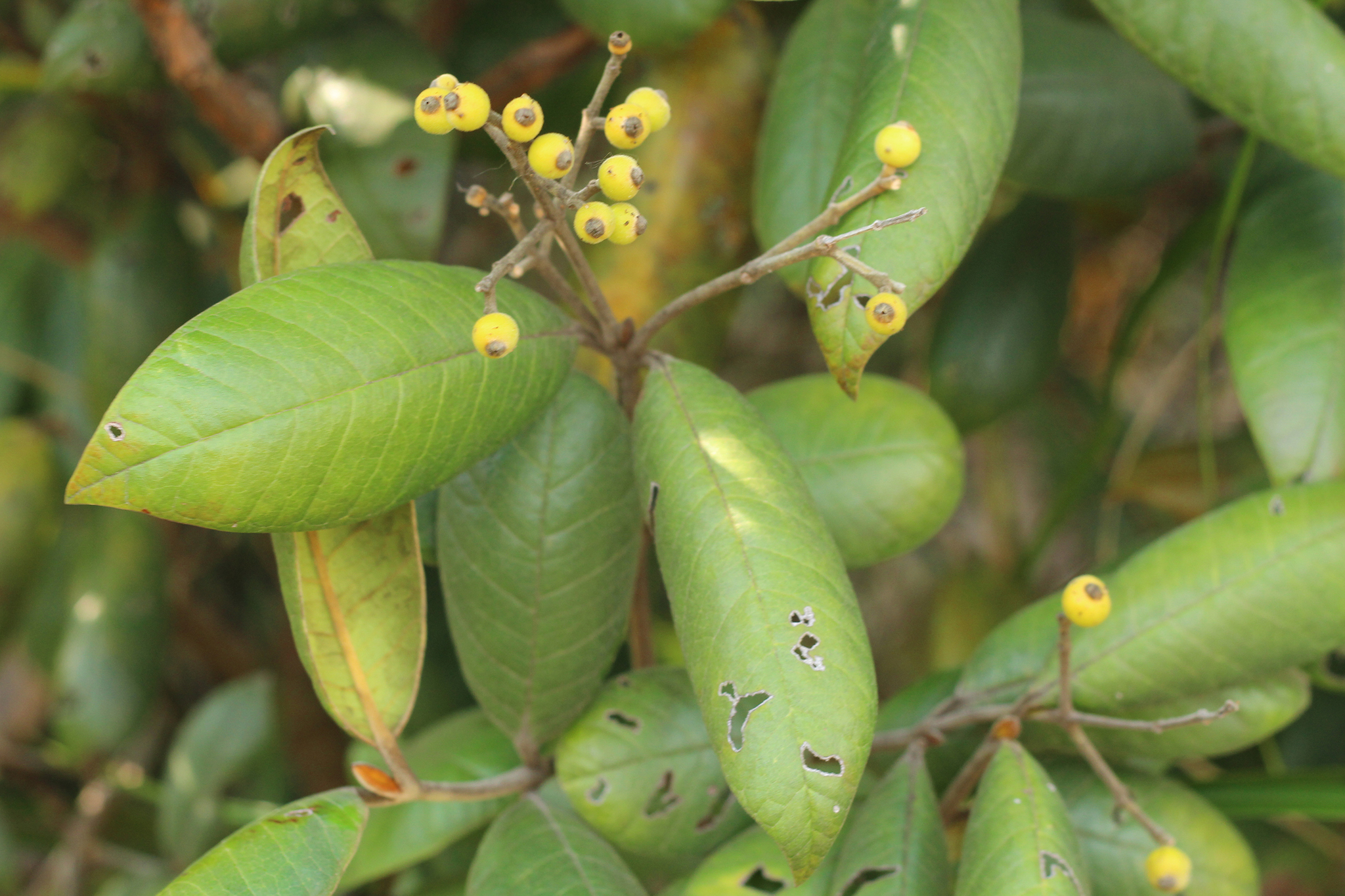 Myrcia fenzliana