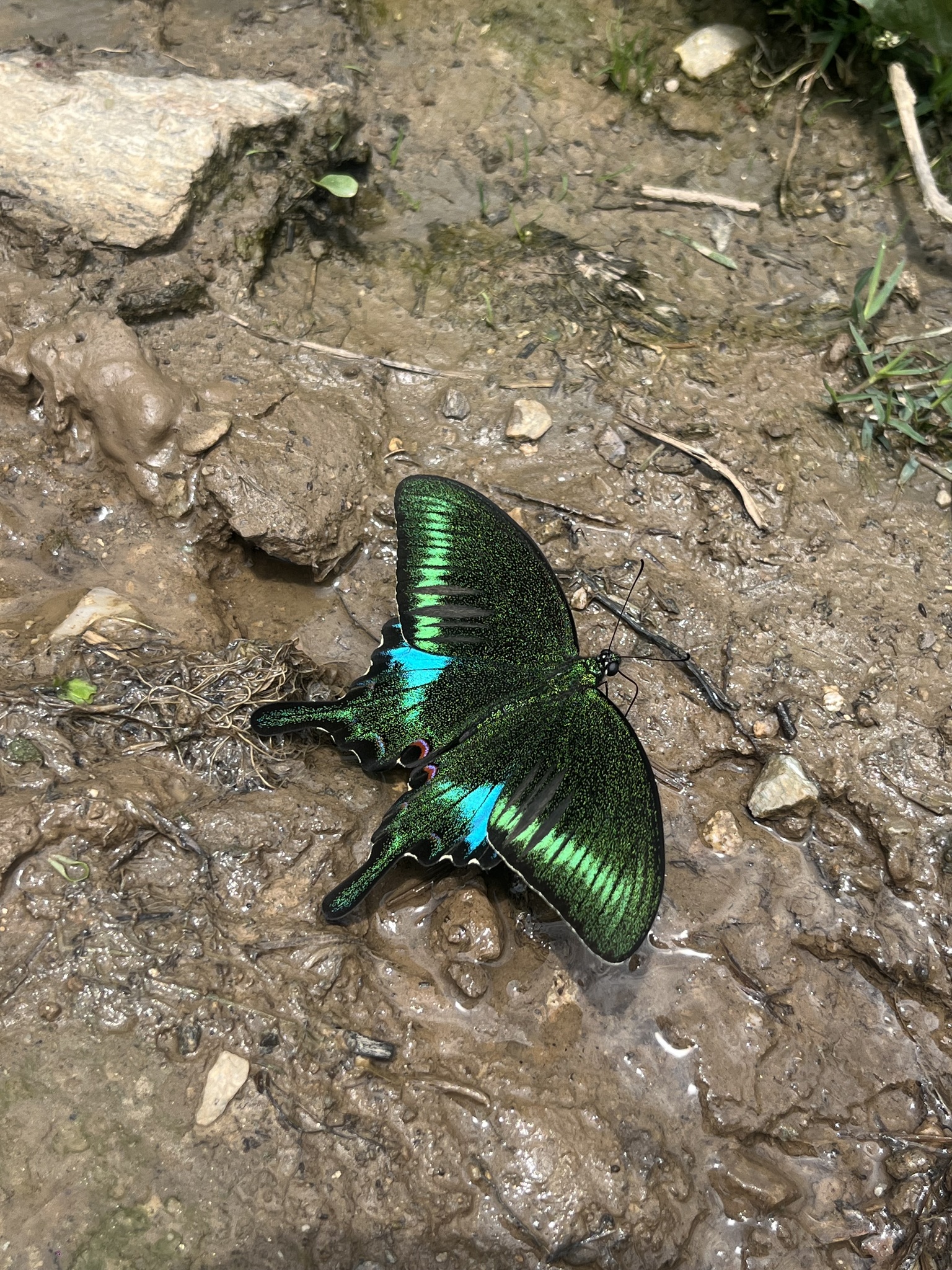 Common Peacock