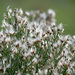 Baccharis angustifolia - Photo (c) Katja Schulz, μερικά δικαιώματα διατηρούνται (CC BY)