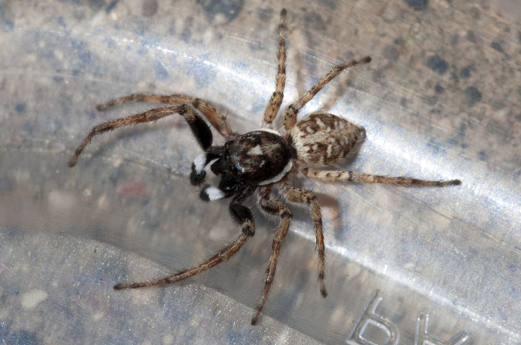 Jumping Spiders (Laurelwood / Sugarloaf Park Guide) · iNaturalist