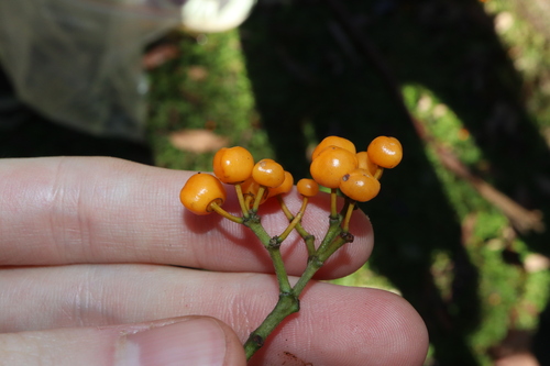Emmenosperma alphitonioides, photograph 2
