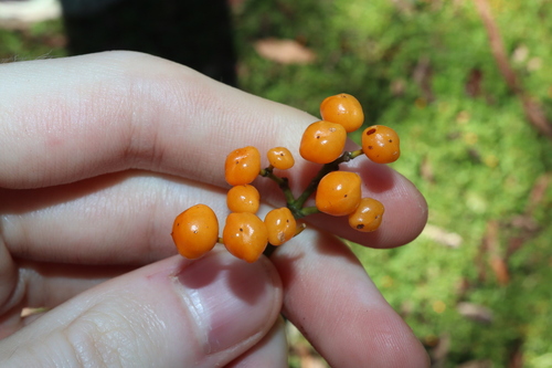 Emmenosperma alphitonioides, photograph 3