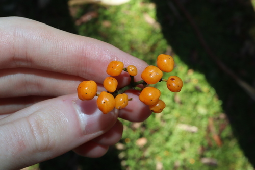 bonewood (Emmenosperma alphitonioides)
