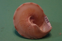 Calliostomatinae