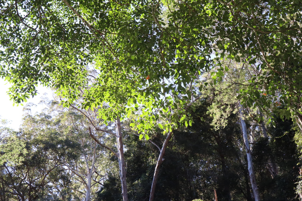 Emmenosperma alphitonioides; photograph (c) Thomas Mesaglio, some rights reserved (CC BY)