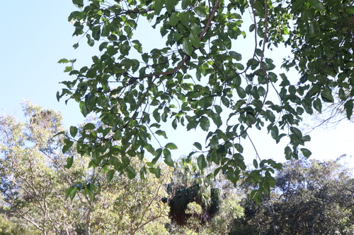 Emmenosperma alphitonioides, photograph 1