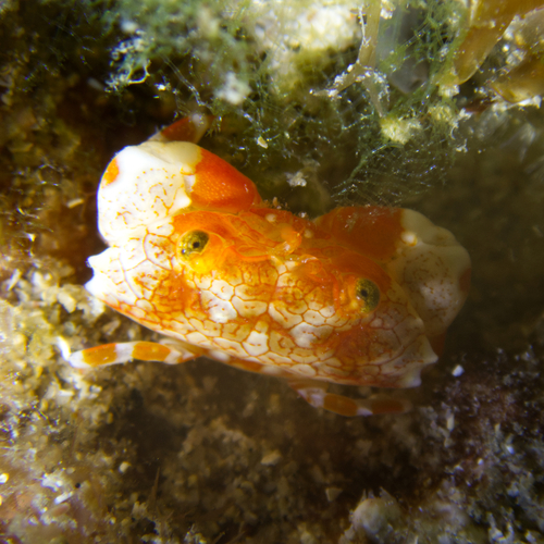 Lophozozymus pulchellus observed 2025-06-10