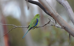 Neophema chrysostoma