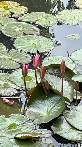 Nymphaea rubra