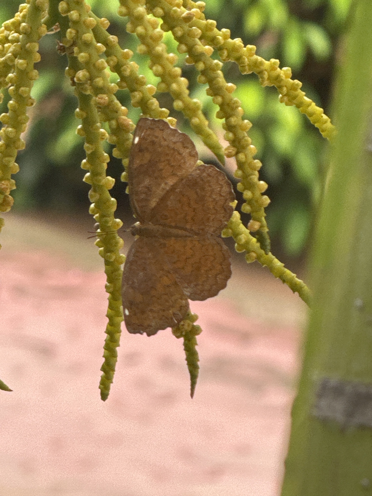 Common Castor