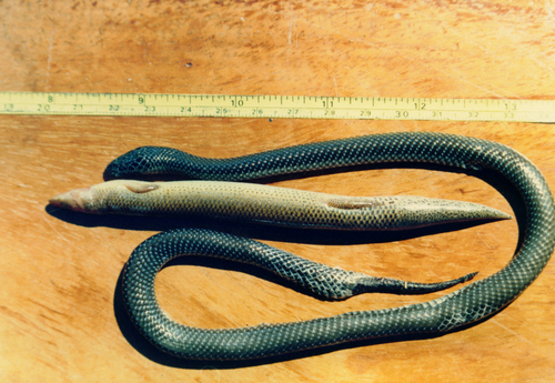 Lycophidion capense