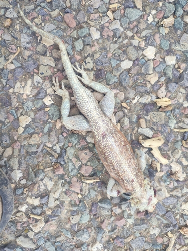 Bibron's Agama