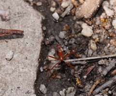 Leptomyrmex nigriventris
