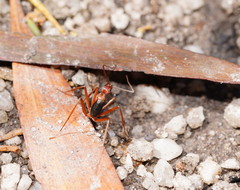 Leptomyrmex nigriventris