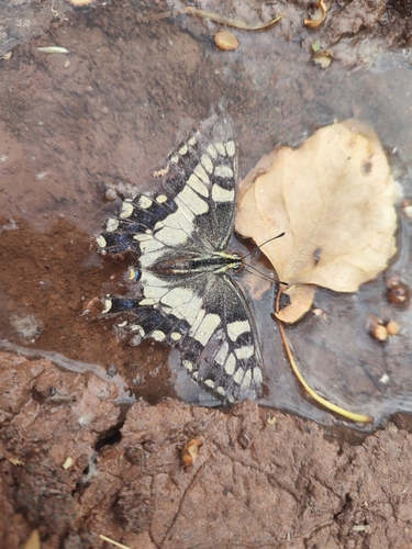 Desert Swallowtail
