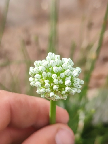 Common Onion