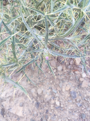 Yellow-spine Thistle