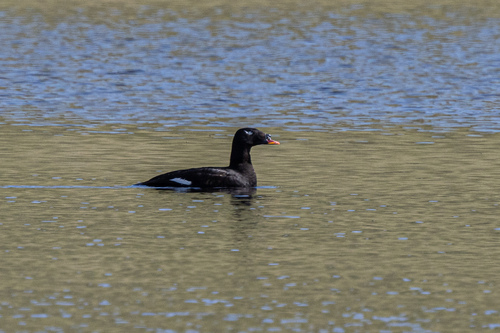Negrón siberiano (Melanitta stejnegeri)