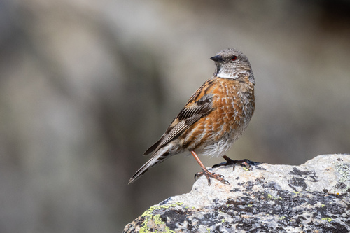 Altai Accentor (Prunella himalayana), photo 4