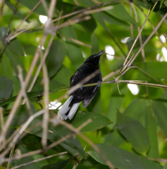 Microrhopias quixensis