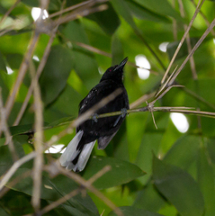 Microrhopias quixensis