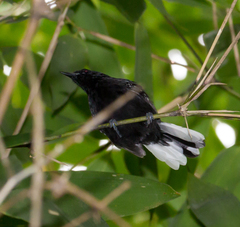 Microrhopias quixensis