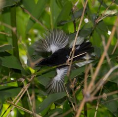 Microrhopias quixensis