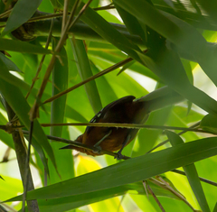 Microrhopias quixensis