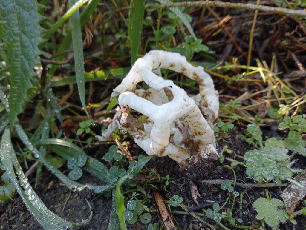Ileodictyon cibarium